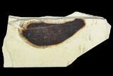 Fossil Leaf (Allophylus)- Green River Formation, Utah #111417-1